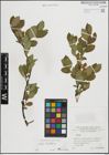 Foto von Salix hastata L.